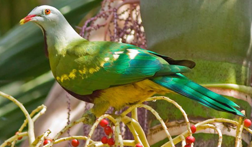 Profile view of a wompoo fruit-dove on a tree branch with red berries. Photo: John Turbill &copy; John Turbill