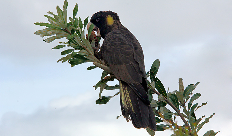 Yellow-tailed black cockatoo. Photo: Peter Sherratt