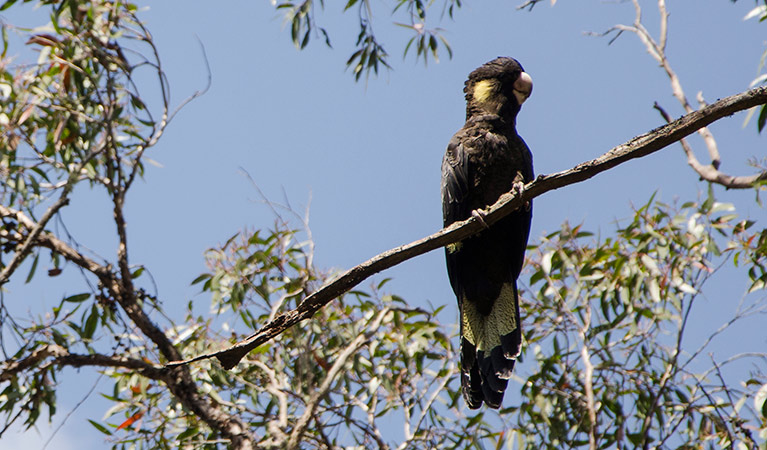 Yellow-tailed black cockatoo, Mummel Gulf National Park. Photo: John Spencer