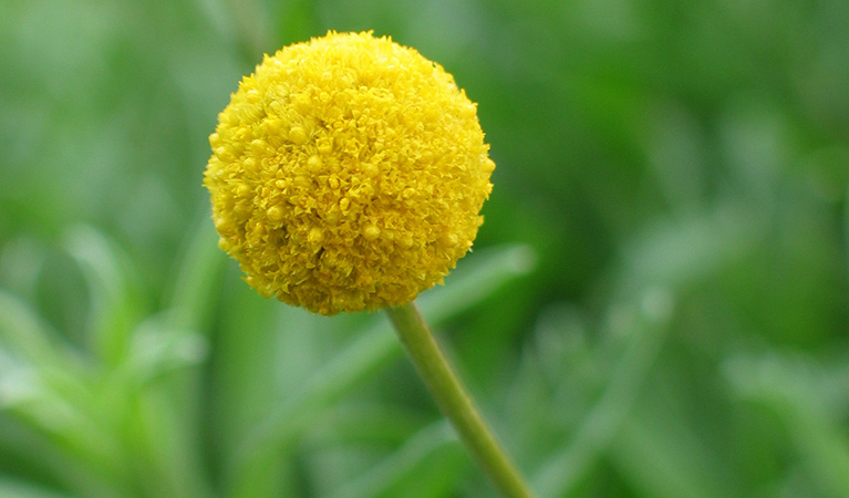 Billy buttons, Mount Kaputar National Park. Photo: Boris Hlavica