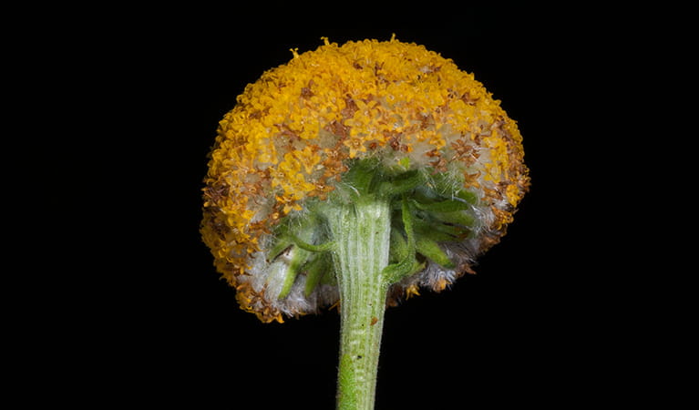 Billy buttons. Photo: Andrew Orme