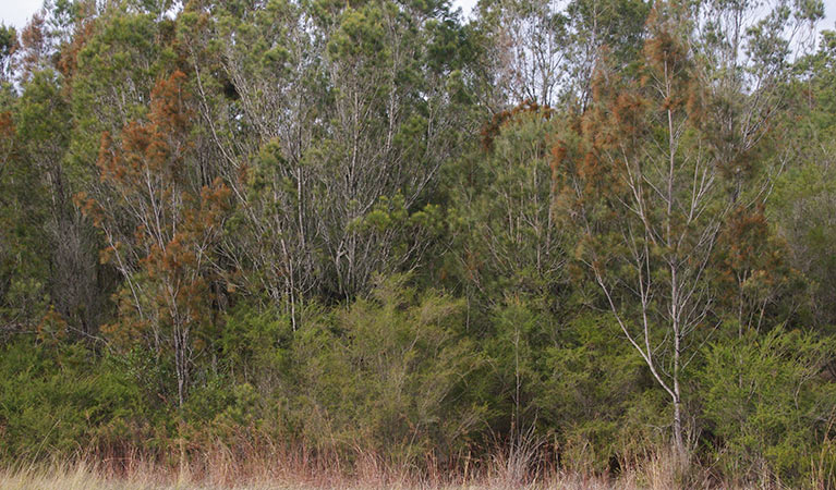  Black sheoak. Photo: Barry Collier