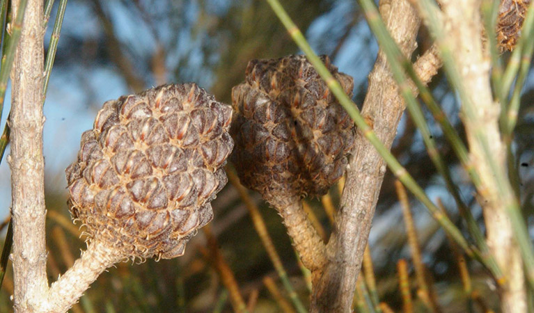 Black sheoak. Photo: Barry Collier