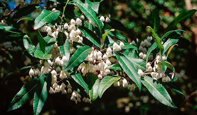 Blueberry ash. Photo: Jaime Plaza