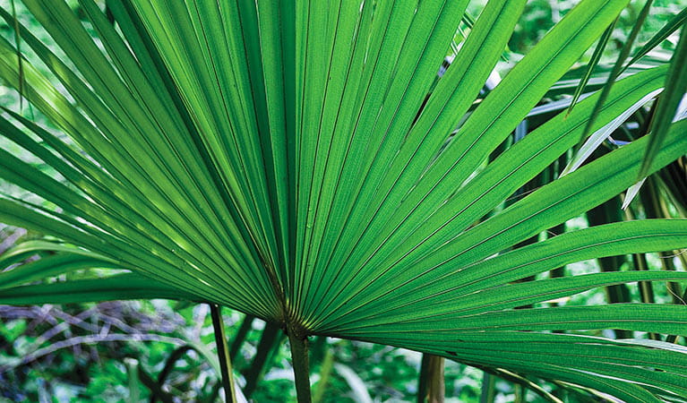Cabbage tree palm, Budderoo National Park. Photo: Michael Van Ewijk