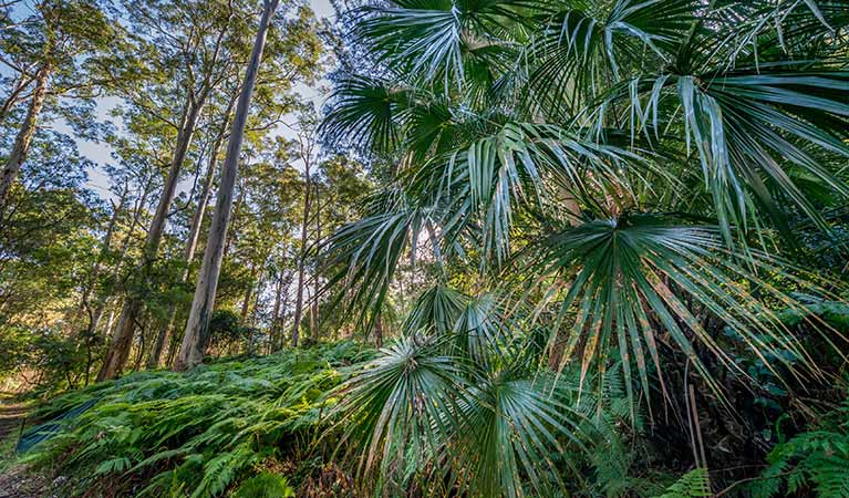 Cabbage tree palm in Dalrymple-Hay Nature Reserve. Photo: John Spencer/OEH