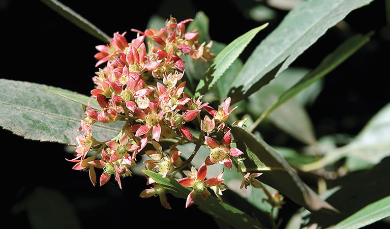 Coachwood flower. Photo: Michael Van Ewijk