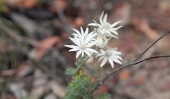 Flannel flowers in Wollemi National Park. Photo: &copy; Rosie Nicolai