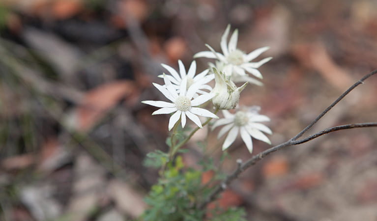 Flannel flowers in Wollemi National Park. Photo: &copy; Rosie Nicolai