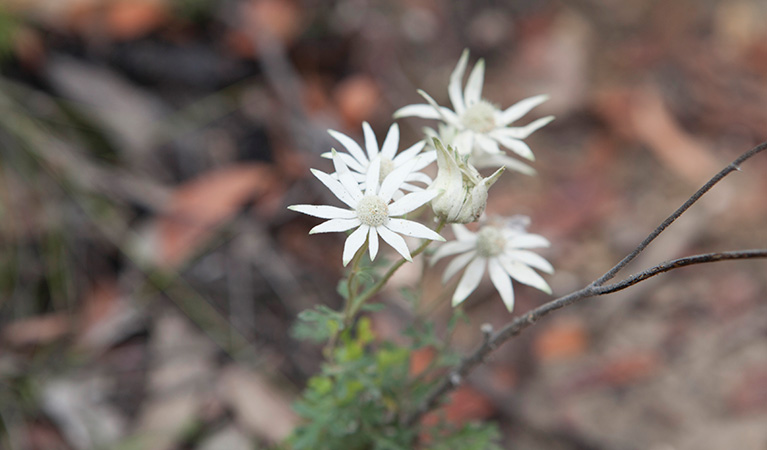 Flannel flowers in Wollemi National Park. Photo: © Rosie Nicolai