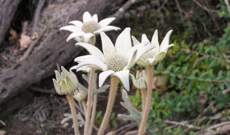 Flannel flowers. Photo: Michael Jarman