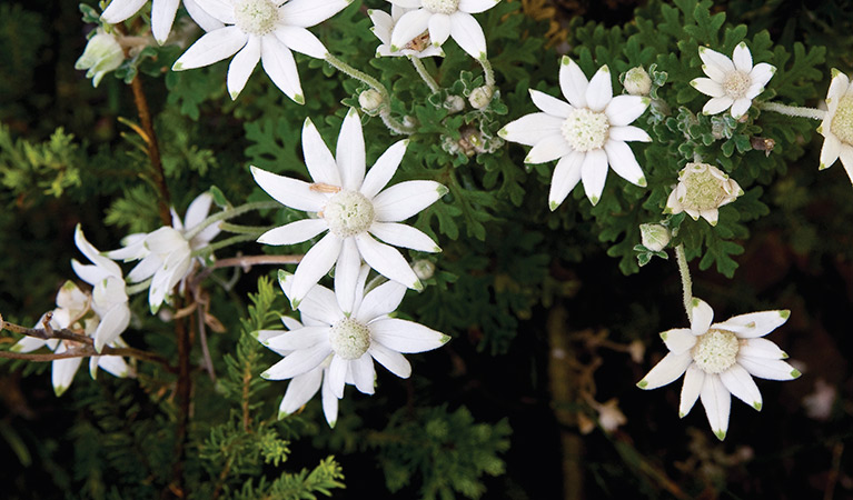 Flannel flowers, Bouddi National Park. Photo: Michael Van Ewijk