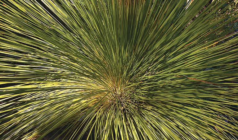 Grass tree, Muogamarra Nature Reserve. Photo: Michael Van Ewijk