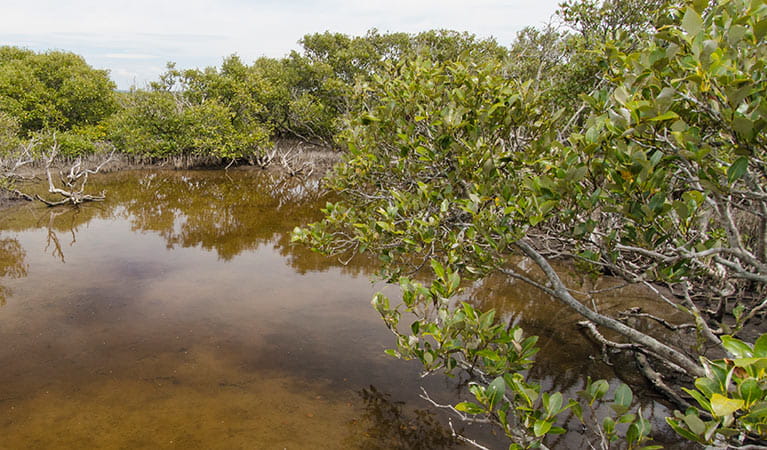  Grey mangrove, Towra Point Nature Reserve. Photo: John Spencer