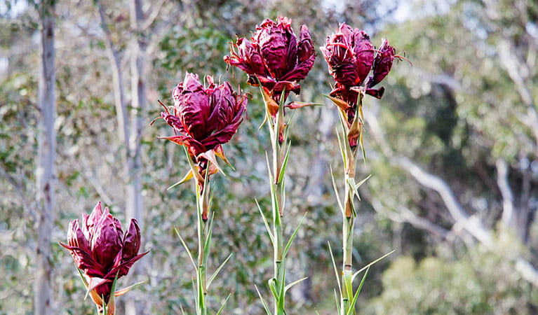 Gymea lily | Australian native plants | NSW National Parks