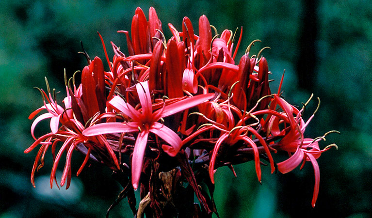 Gymea lily. Photo: Jaime Plaza