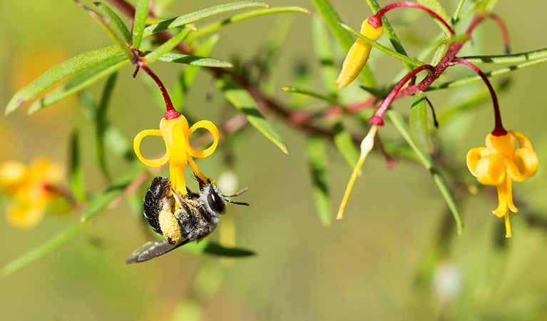 Close up view of yellow 'trumpet-like' flowers of the nodding geebung shrub with a pollinating insect. Photo credit: Adam Baus © Adam Baus