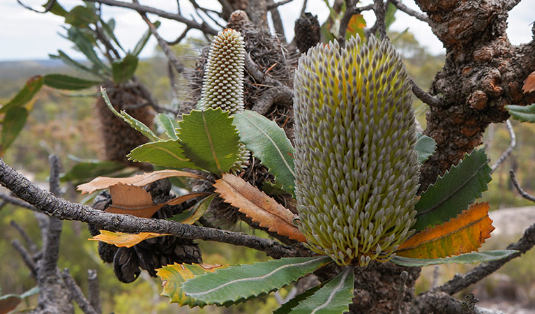 Old man banksia, Moreton National Park. Photo: Steve Alton