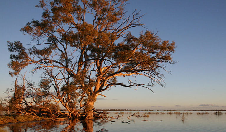 River red gum, Murrumbidgee Valley National Park. Photo: Paul Childs