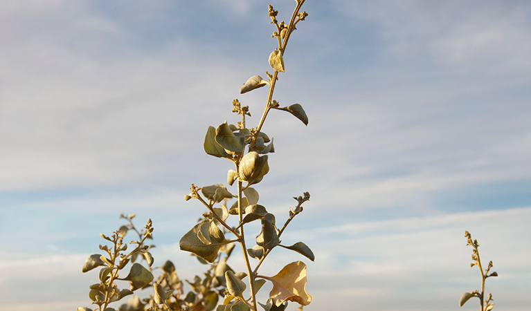 Old man saltbush. Photo: Jaime Plaza