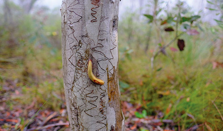 A red triangle slug on the trunk of a scribbly gum tree in Blue Mountains National Park. Photo: Elinor Sheargold/OEH