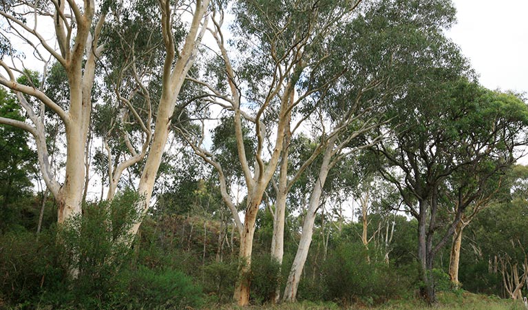 Scribbly gum. Photo: Rosie Nicolai