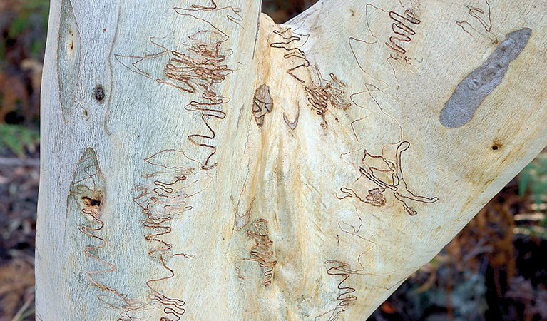 Scribbly gum, Scribbly Gum track, Jervis Bay National Park. Photo: Michael Van Ewijk