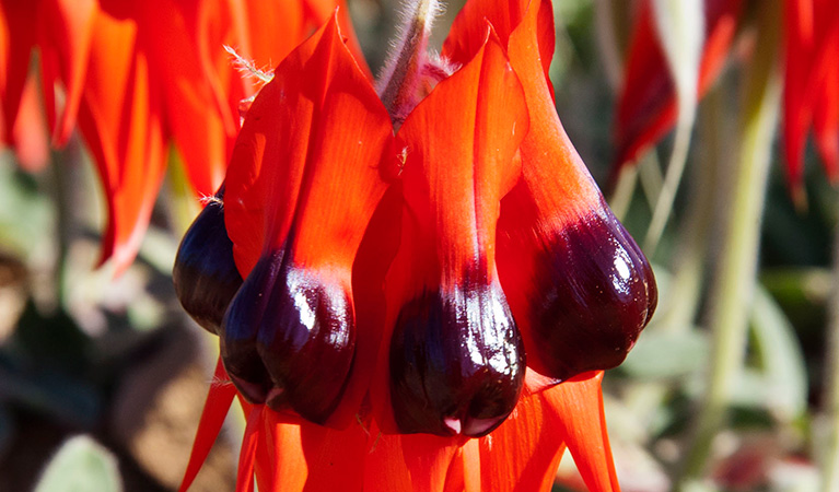 Sturt's desert pea. Photo: Jaime Plaza