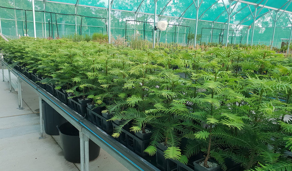 Young Wollemi pine tree seedlings site on a raised table in a propagating polytunnel. Photo: Maureen Phelan &copy; DPE