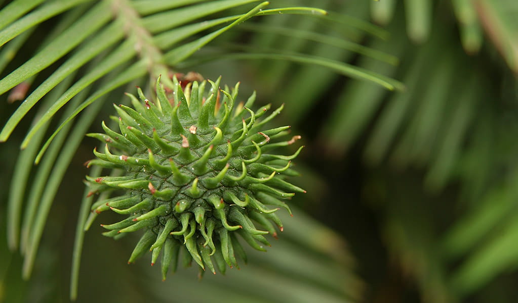 Female seed cone of the critically endangered Wollemi pine tree. Photo: Jaime Plaza &copy; Botanic Gardens Trust