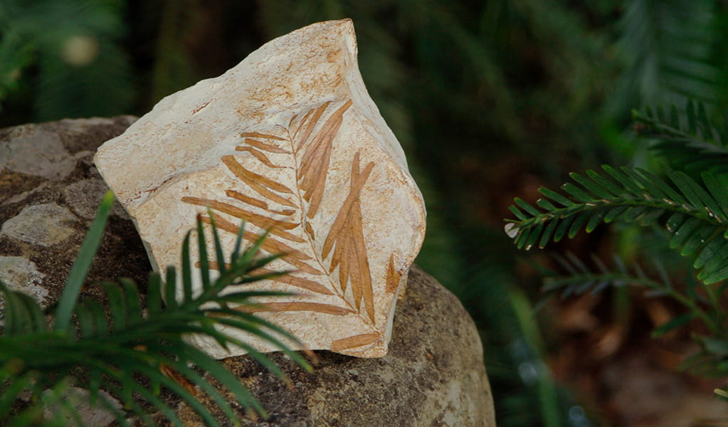 Green leaves of a Wollemi pine next to a fossil of ancient Wollemi pine leaves. Photo: Jamie Plaza &copy; Botanic Gardens Trust