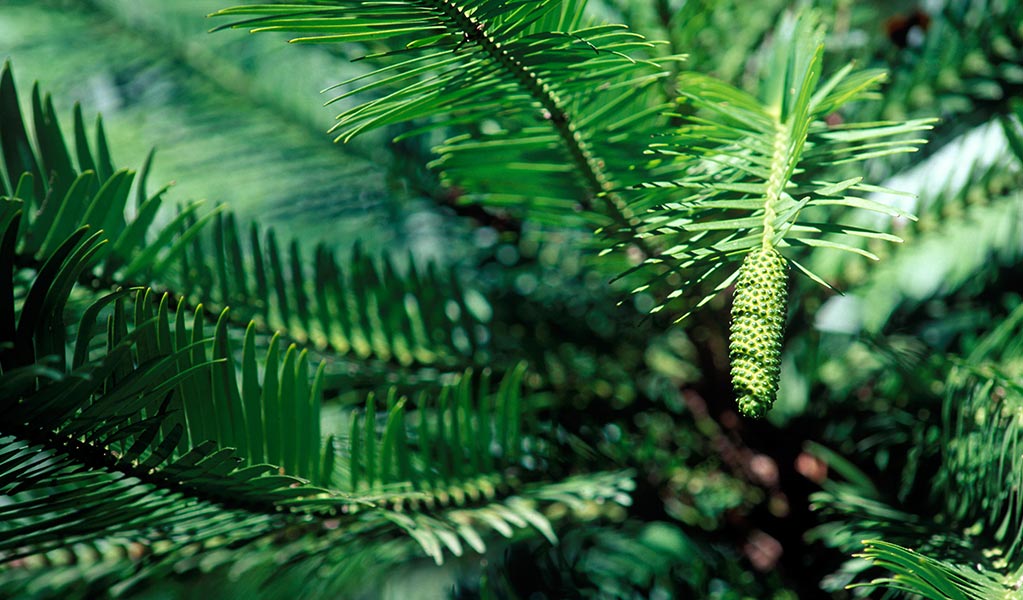 Male pollen cone of a critically endangered Wollemi pine tree. Photo: Jaime Plaza &copy; Botanic Gardens Trust