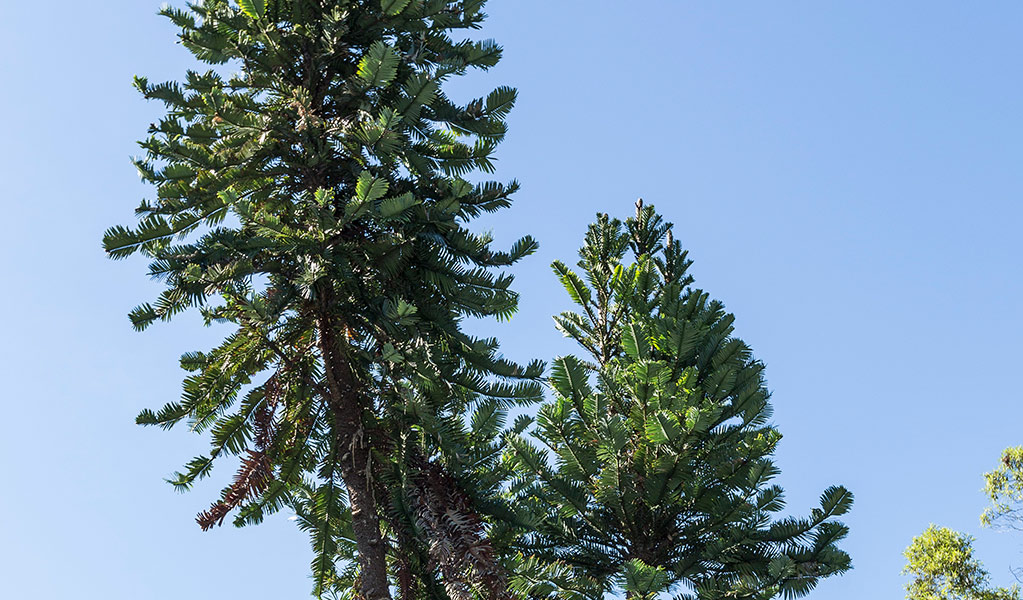 A Wollemi pine tree stands out against blue sky in the Royal Botanic Gardens Sydney. Photo: Jaime Plaza &copy; Botanic Gardens Trust