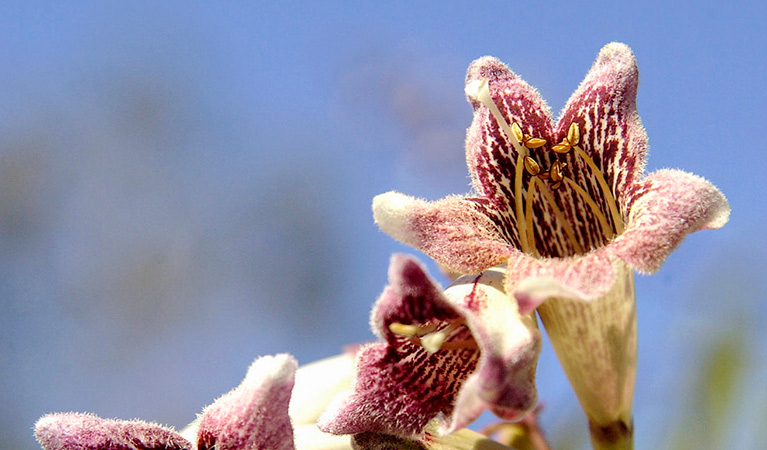 Wonga Wonga vine. Photo: Simone Cottrell