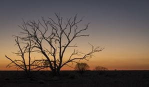 Sunset in Sturt National Park, Outback NSW. Photo: John Spencer/OEH