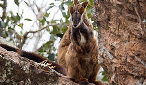 2 brush-tailed rock-wallabies in Oxley Wild Rivers National Park. Photo: Leah Pippos/DPIE