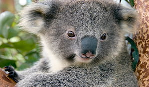 Koala (Phascolarctos cinereus) in a tree. Photo: Courtesy of Taronga Zoo/OEH
