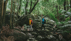 Two men cross a creek bridge on a rainforest walk in Border Ranges National Park. Photo: Branden Bodman/OEH