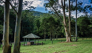 View of barbecue shelter and forested backdrop at Gloucester River campground in Barrington Tops National Park. Photo: John Spencer/OEH