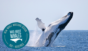 Humpback whale breaching. Photo: Wayne Reynolds