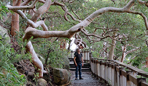 Man walking on Bradleys Head boardwalk. Photo: K Cooper/OEH