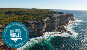 The Coast track, Royal National Park. Photo: David Finnegan