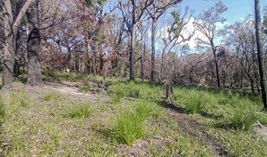 Fire-affected bush showing regrowth, near Bittangabee Bay in Ben Boyd National Park. Photo: DPE