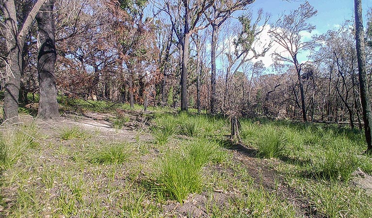 Fire-affected bush showing regrowth, near Bittangabee Bay in Ben Boyd National Park. Photo: DPE