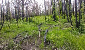 Fire-affected bush showing regrowth, near Idian Head Road in Crowdy Bay National Parkional Park. Photo: DPE