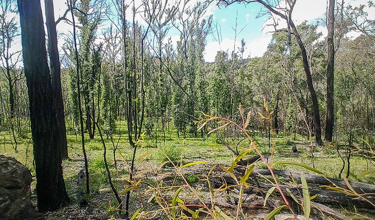 Fire-affected bush showing regrowth, near Mountain Arm campground in Yengo National Park. Photo: DPE