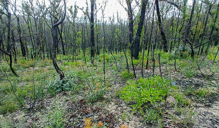 Fire-affected bush showing regrowth in Yuraygir National Park. Photo: DPE