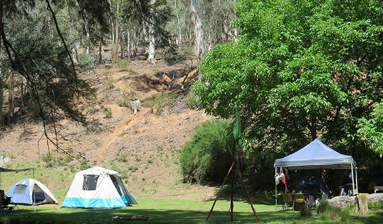 Tents pitched at Abercrombie Caves campground, Abercrombie Karst Conservation Reserve. Photo: Stephen Babka/OEH