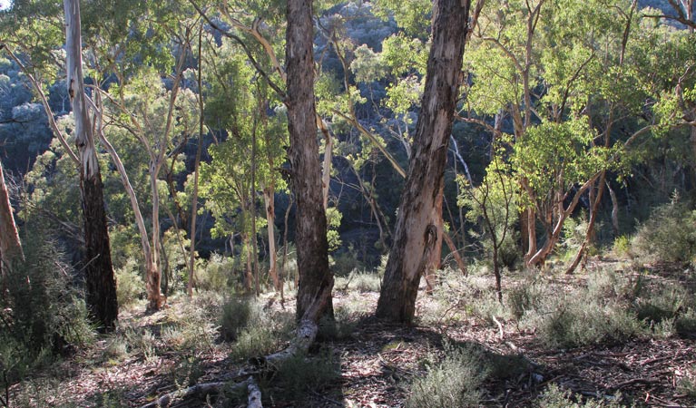 Mt Gray walk, Abercrombie State Conservation Area. Photo &copy; Stephen Babka