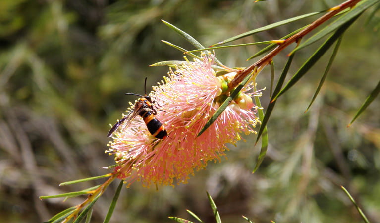 Callistemon Linearis, Abercrombie National Park. Photo: NSW Government